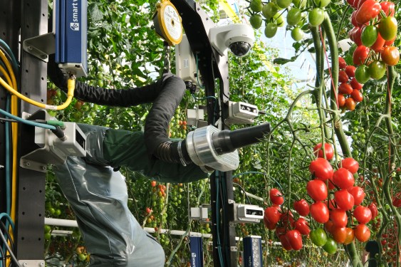 FourGrowers RowHarvest2
